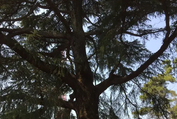 増上寺の写真・動画_image_122588