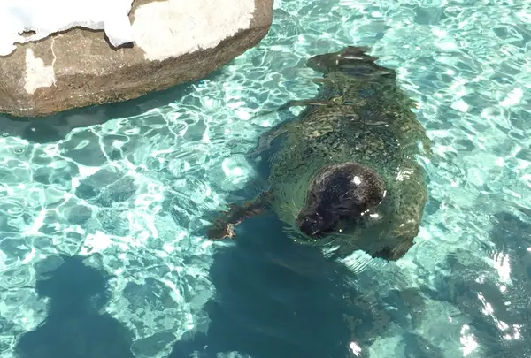 旭川市 旭山動物園の写真・動画_image_122642