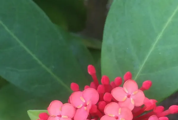 八丈植物公園の写真・動画_image_122660