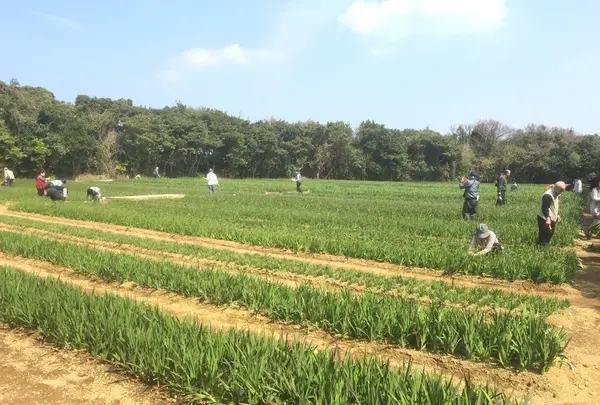 八形山フリージア畑の写真・動画_image_122900