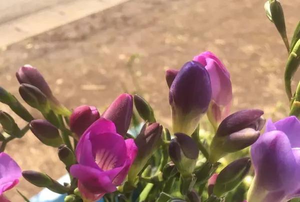 八形山フリージア畑の写真・動画_image_122901