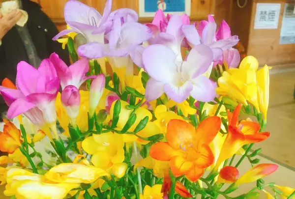 八形山フリージア畑の写真・動画_image_122904