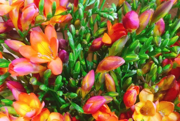 八形山フリージア畑の写真・動画_image_122909