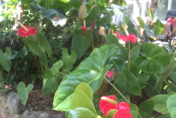 八丈植物公園の写真・動画_image_122917