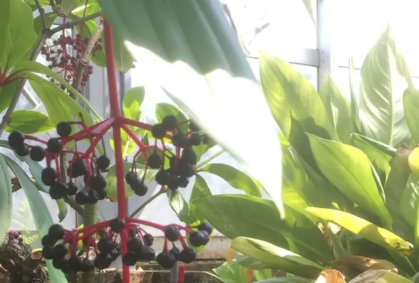 八丈植物公園の写真・動画_image_122918