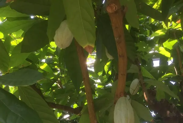 八丈植物公園の写真・動画_image_122919