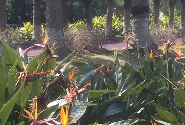 八丈植物公園の写真・動画_image_122921