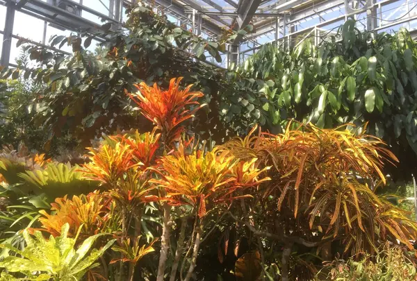 八丈植物公園の写真・動画_image_122922