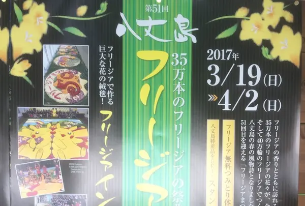 八形山フリージア畑の写真・動画_image_122979