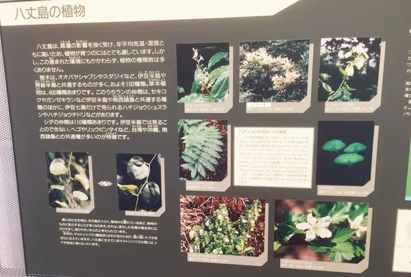 八丈ビジターセンターの写真・動画_image_122983