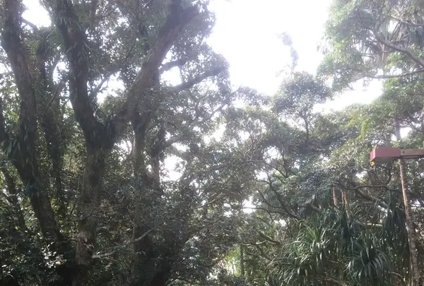 八丈植物公園の写真・動画_image_122985