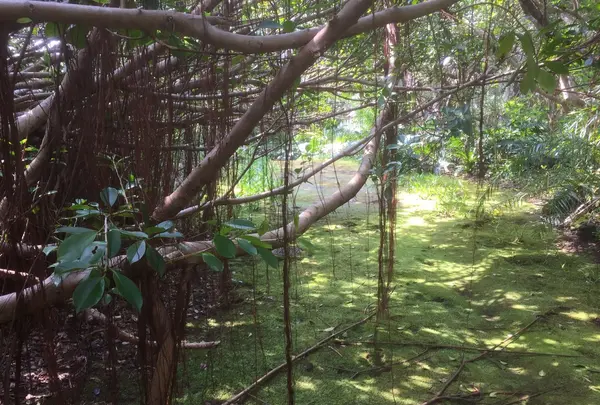 八丈植物公園の写真・動画_image_122986