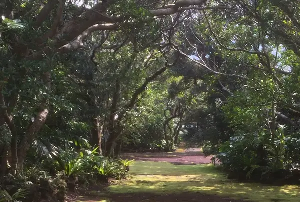 八丈植物公園の写真・動画_image_122988