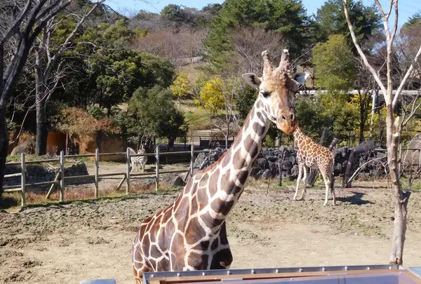 到津の森公園の写真・動画_image_123040
