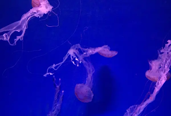 新江ノ島水族館の写真・動画_image_123077