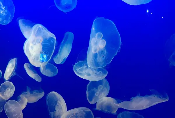 新江ノ島水族館の写真・動画_image_123078