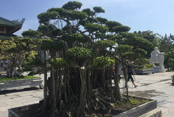 レディブッダの写真・動画_image_123339