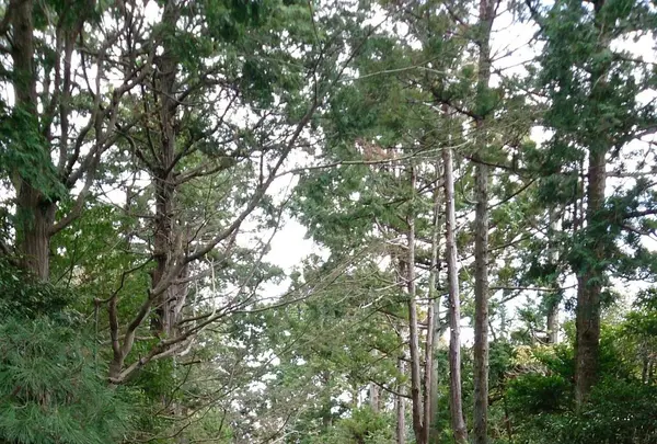 寿福寺の写真・動画_image_123497