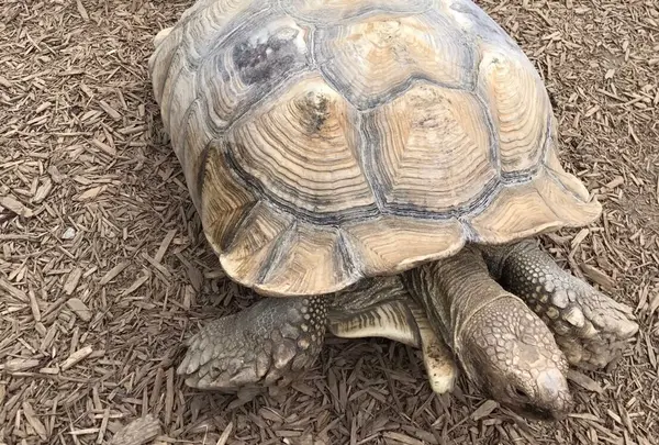 カメ