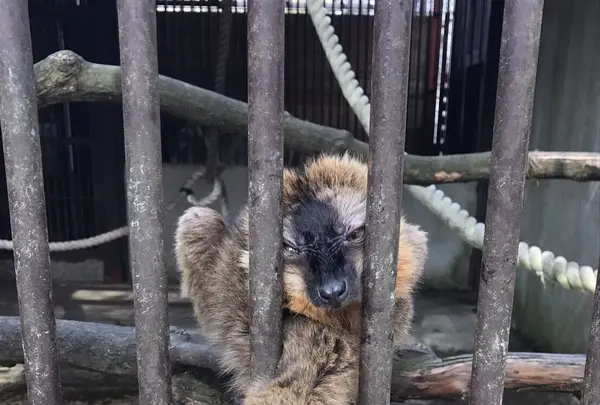 アニマルワンダーリゾウト（市原ぞうの国）の写真・動画_image_123683