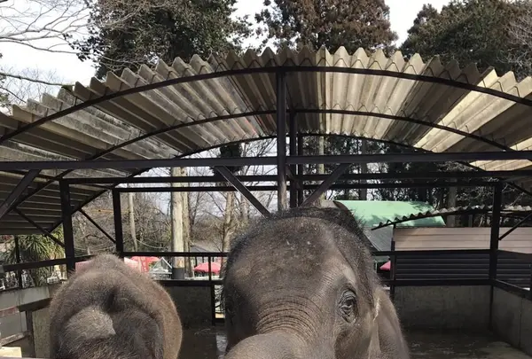 アニマルワンダーリゾウト（市原ぞうの国）の写真・動画_image_123684