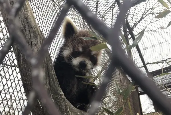 アニマルワンダーリゾウト（市原ぞうの国）の写真・動画_image_123685