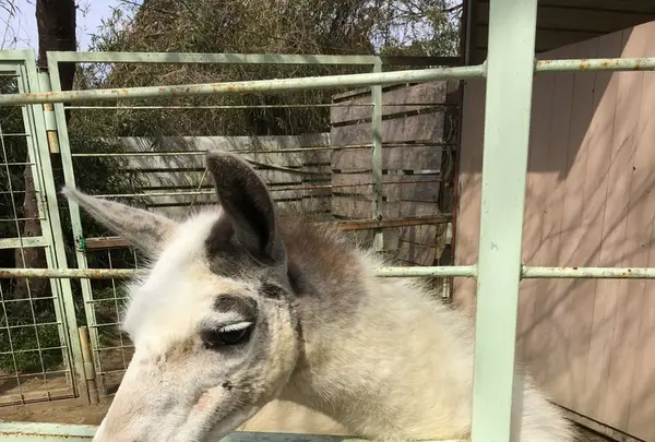 アニマルワンダーリゾウト（市原ぞうの国）の写真・動画_image_123686