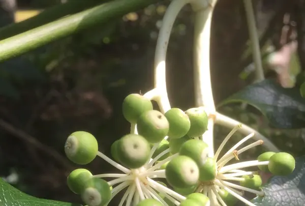 八丈植物公園の写真・動画_image_124029