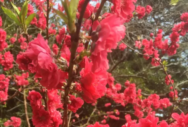 八丈植物公園の写真・動画_image_124030