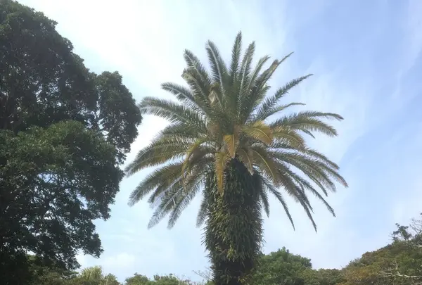 八丈植物公園の写真・動画_image_124031