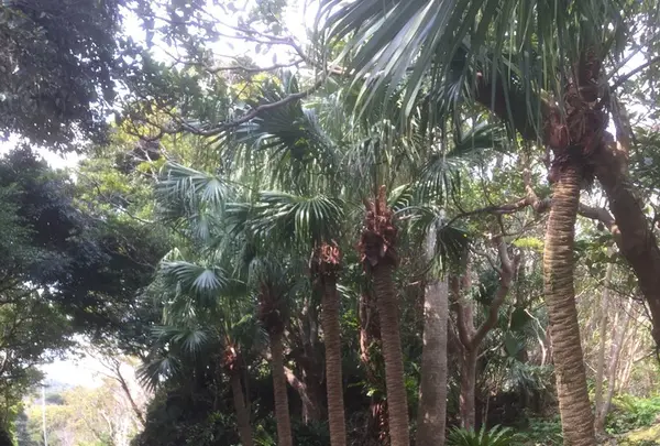 八丈植物公園の写真・動画_image_124032