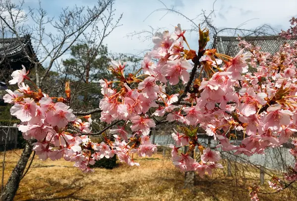 嵯峨釈迦堂（清凉寺）の写真・動画_image_124068