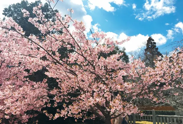 嵯峨釈迦堂（清凉寺）の写真・動画_image_124070