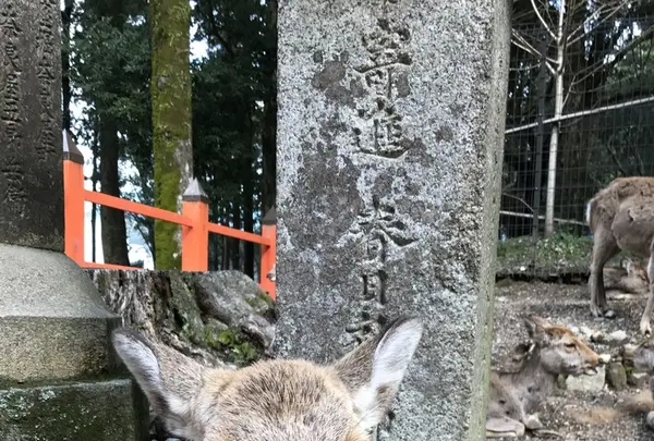 春日大社の写真・動画_image_124183