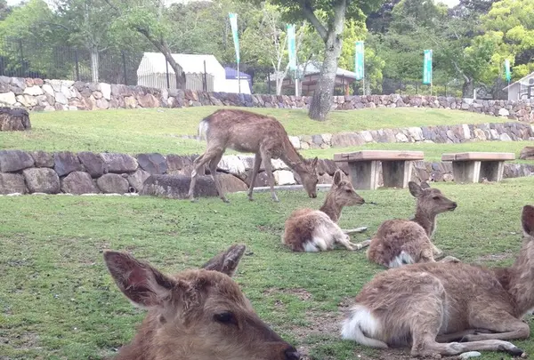 若草山の写真・動画_image_124286