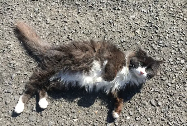 秘湯の宿 奥湯の郷の写真・動画_image_124355