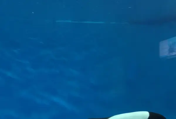 鳥羽水族館の写真・動画_image_124476