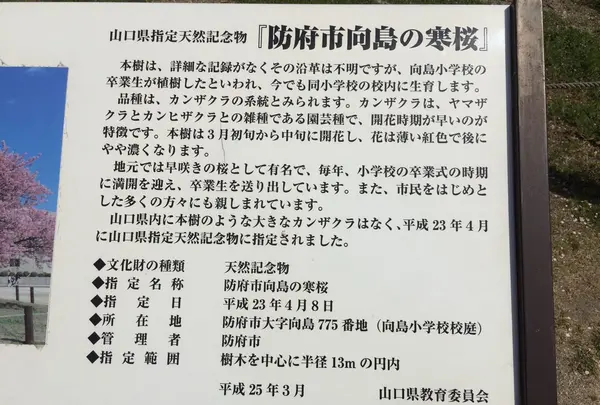 向島小学校の写真・動画_image_124591