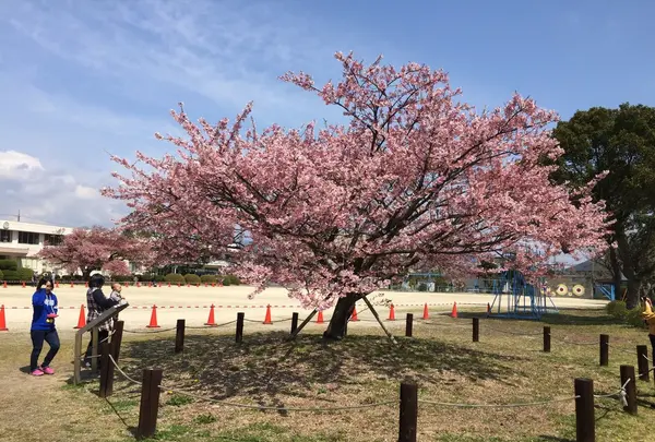 向島小学校の写真・動画_image_124592