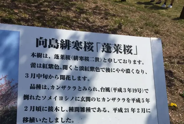 向島小学校の写真・動画_image_124593