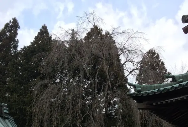 仙台東照宮の写真・動画_image_124614