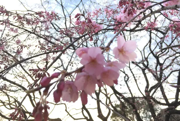 六義園の写真・動画_image_124678