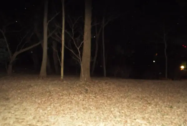 江古田の森公園の写真・動画_image_124866