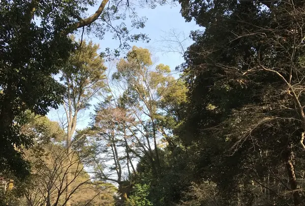 下鴨神社（賀茂御祖神社）の写真・動画_image_124920