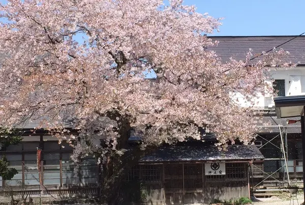 きのねざか手打そばの写真・動画_image_124945