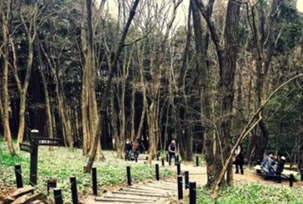 佐野市 万葉自然公園 かたくりの里の写真・動画_image_125123