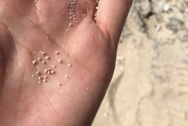 カイジ浜の写真・動画_image_125290