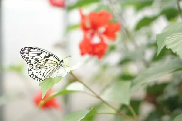 由布島の写真・動画_image_125295