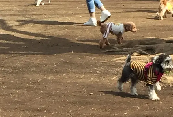 代々木公園の写真・動画_image_125439