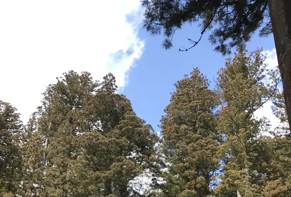 日光東照宮の写真・動画_image_125486